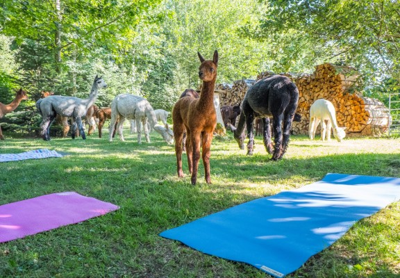 Yoga mit Alpakas