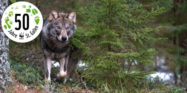 On the Trail of the Wolf