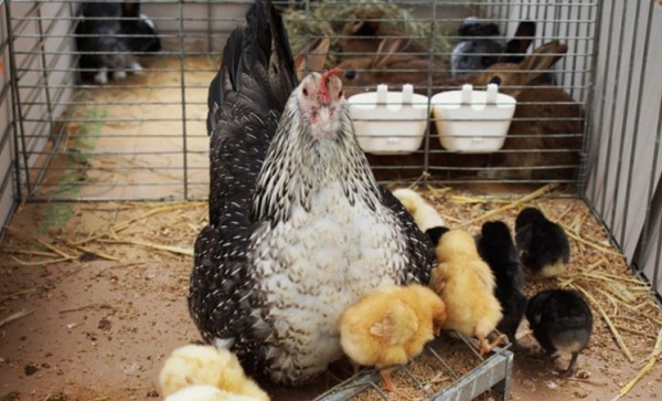 Exposición Nacional de Aves de Corral 2026