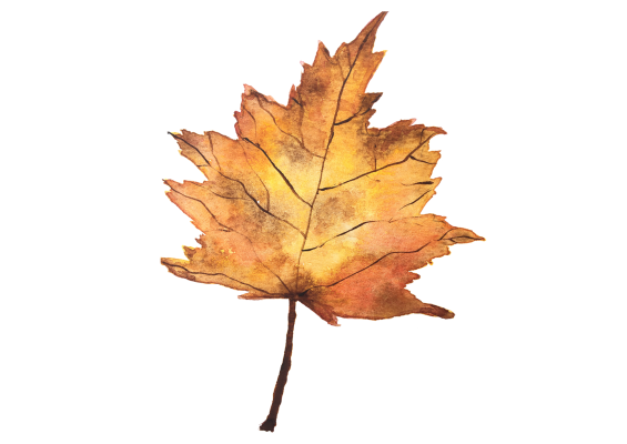 Autumn Excursion