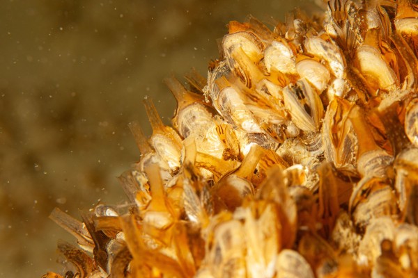 Das verborgene Leben des Genfersees: Mollusken und Krebstiere unter der Lupe