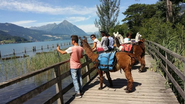 Lamatrekking Jungfrauregion