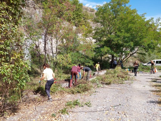 Native Bushes and Hedge Maintenance