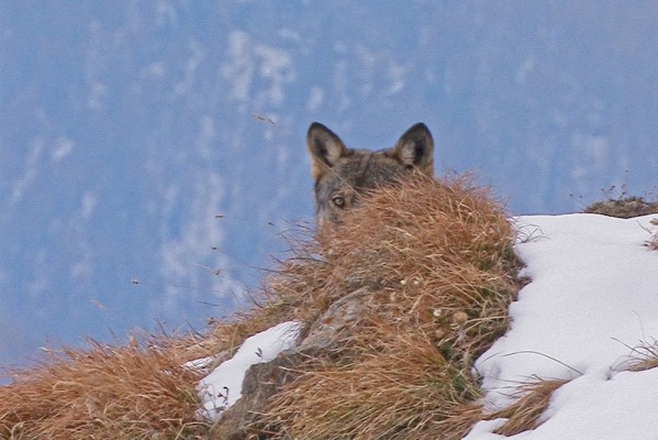 NATURAMA-Conférence : Les loups - sont-ils trop proches de nous ?