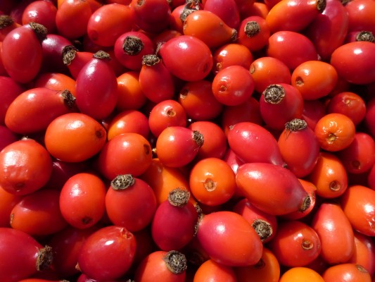 Rosehip Day 2026
