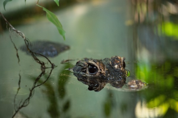 Visita nocturna en el Vivarium