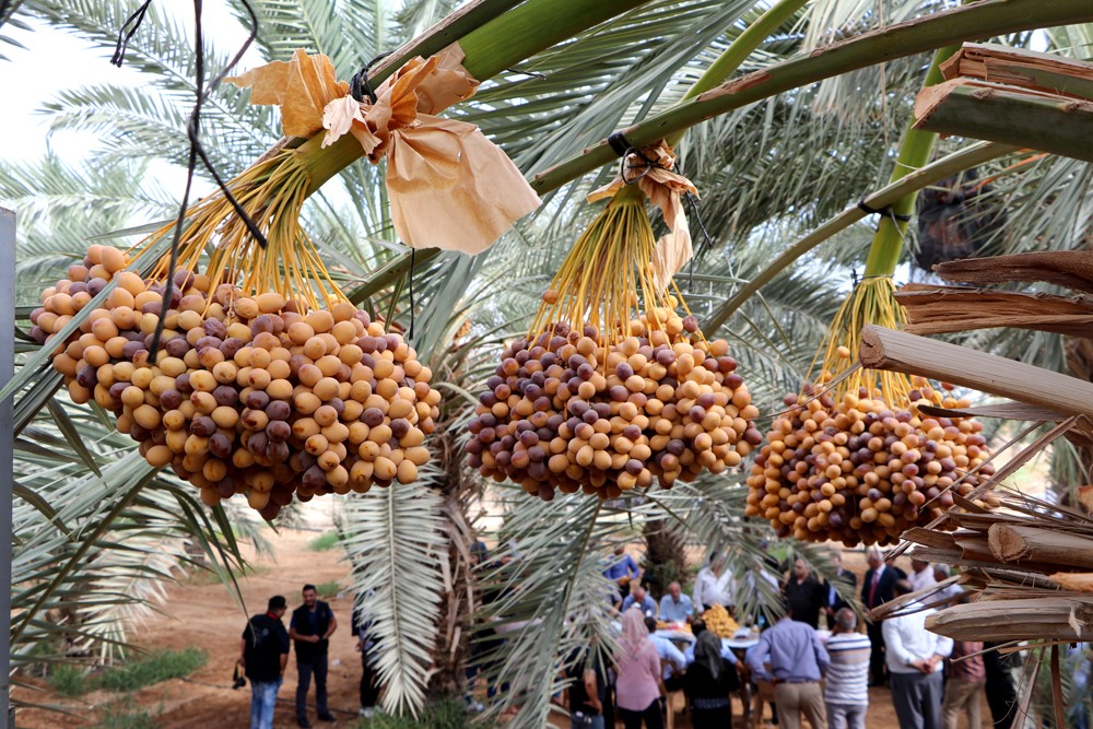 البرلمان التركي يقر رفع حصة التمور الفلسطينية المعفاة من الجمارك