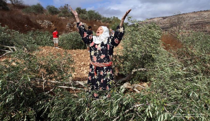 مستوطني مستوطنة "رفافا"يقتلعون 300 شجرة زيتون في سلفيت