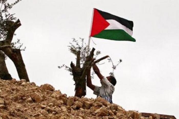 يوم الأرض.. الجذور الضّاربة