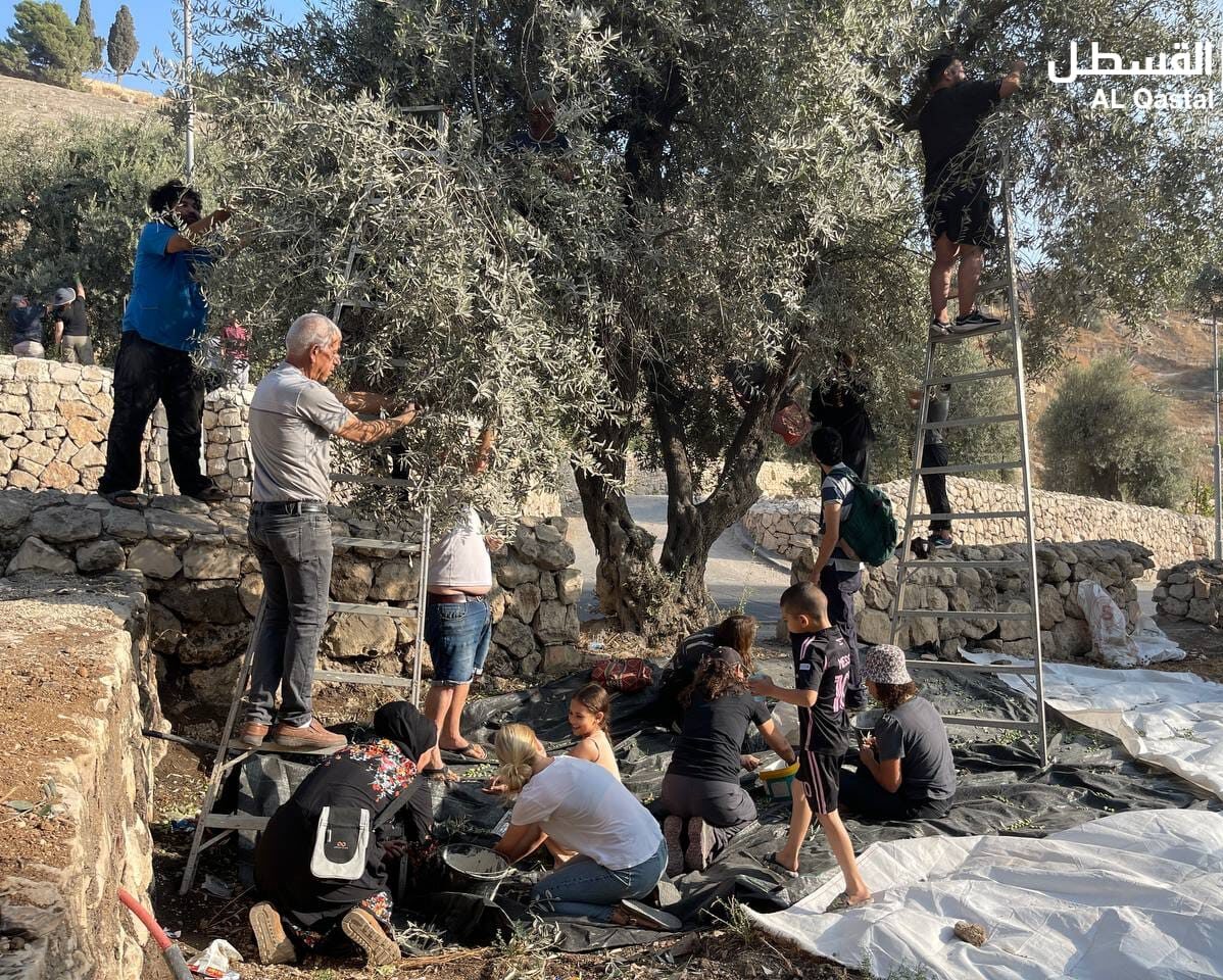 بالصور| أهالي بلدة سلوان جنوب الأقصى يقطفون ثمار الزيتون في أراضيهم التي استولى عليها الاحتلال