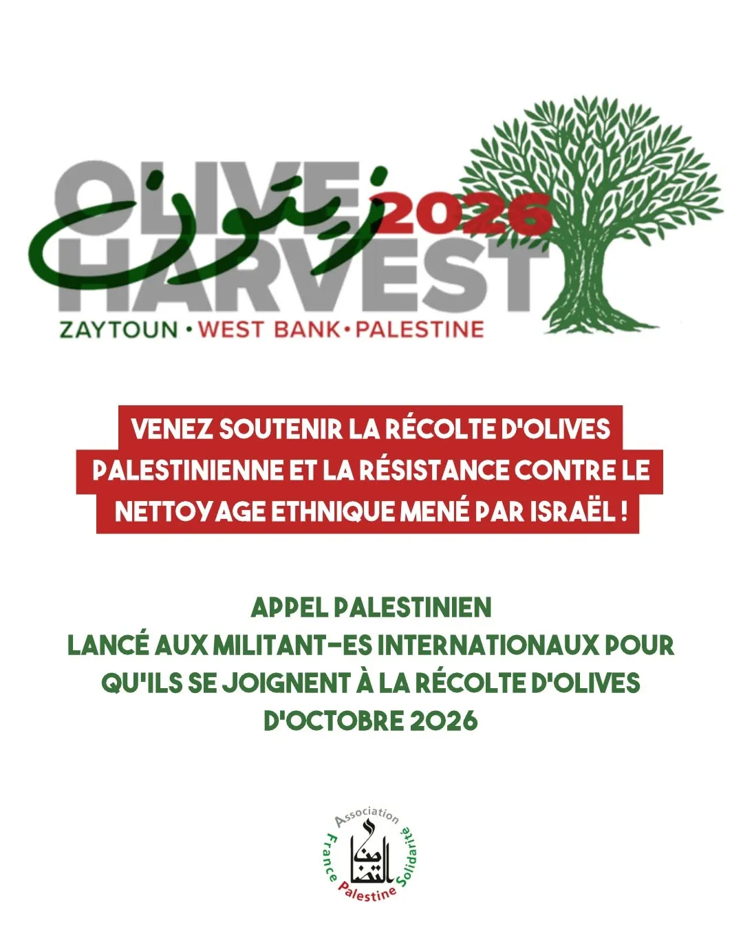 حملة «Zaytoun2026» تدعو متضامنين دوليين لمساندة قطف الزيتون الفلسطيني