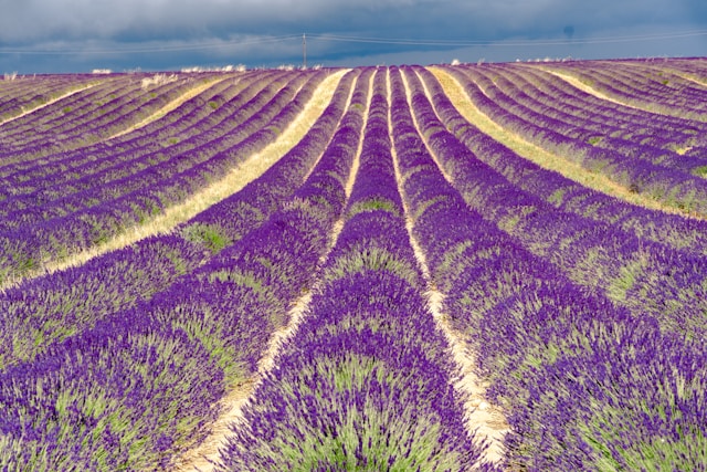 Frankrijk: Lavendelvelden van de Provence