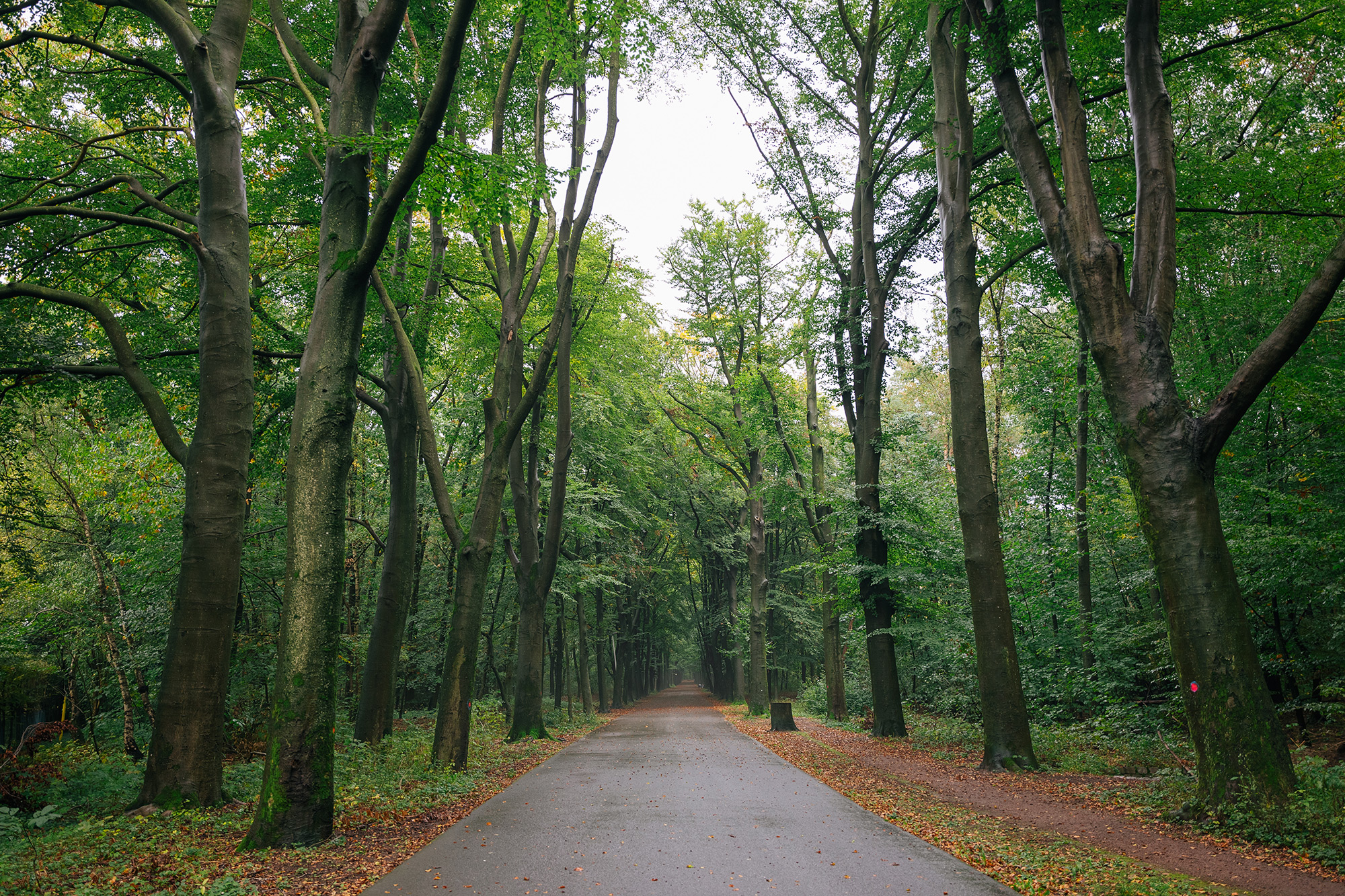 wald....