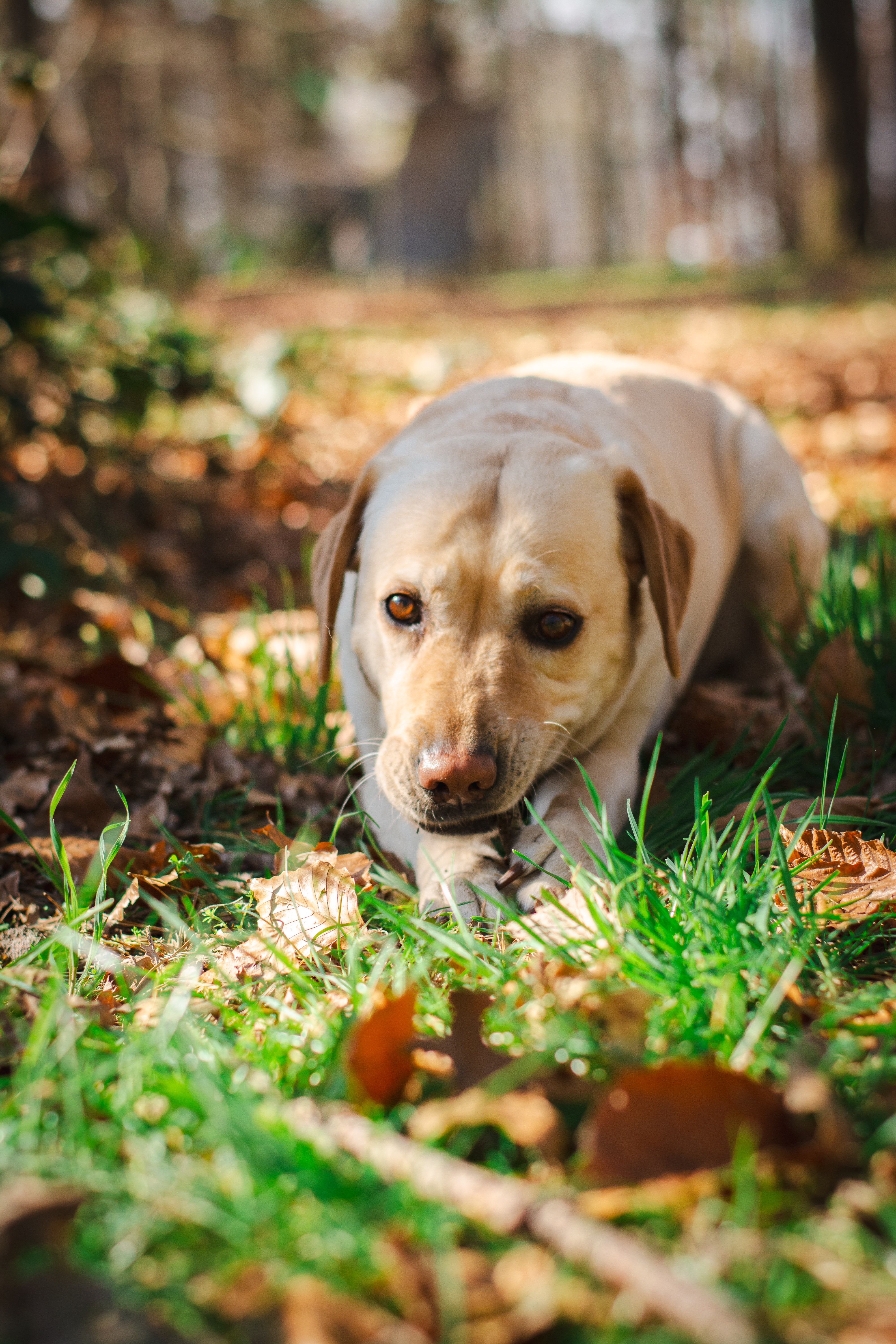 Hund