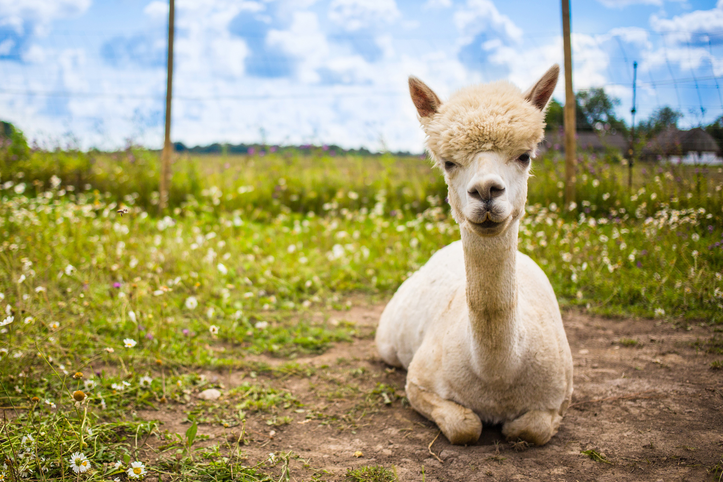 Lama ohne Hut