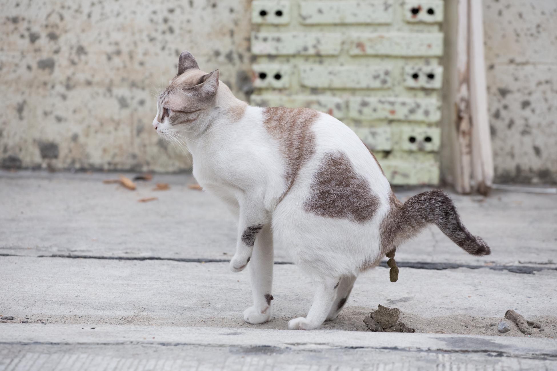 Alpaka on the run