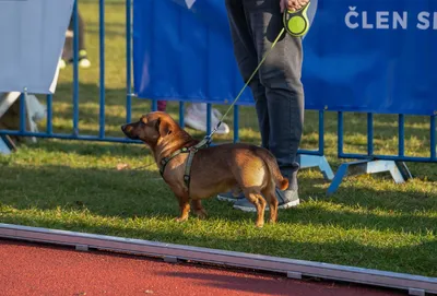 Mikulášský běh 2024 na atletickém stadionu Hvězda Pardubice 208