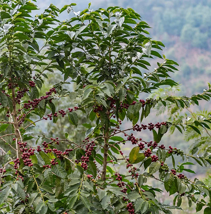 Dreams Sugarcane Decaf, Guatemala
