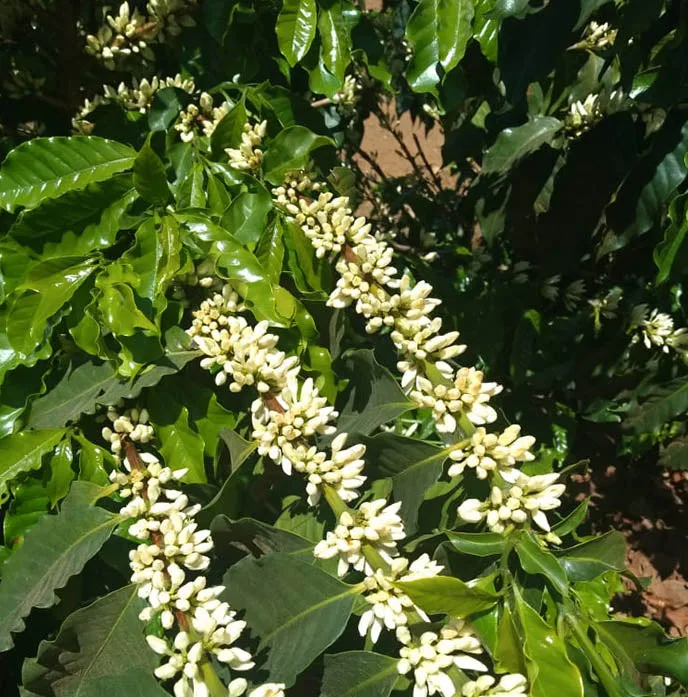 Seasonal Espresso - Fazenda São Mateus Natural, Brazil