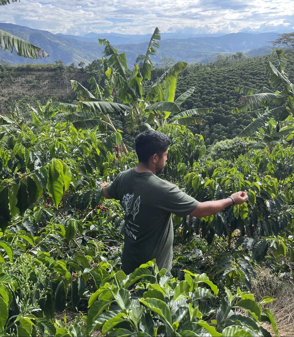Colombia Edinson Argote Peach Melba