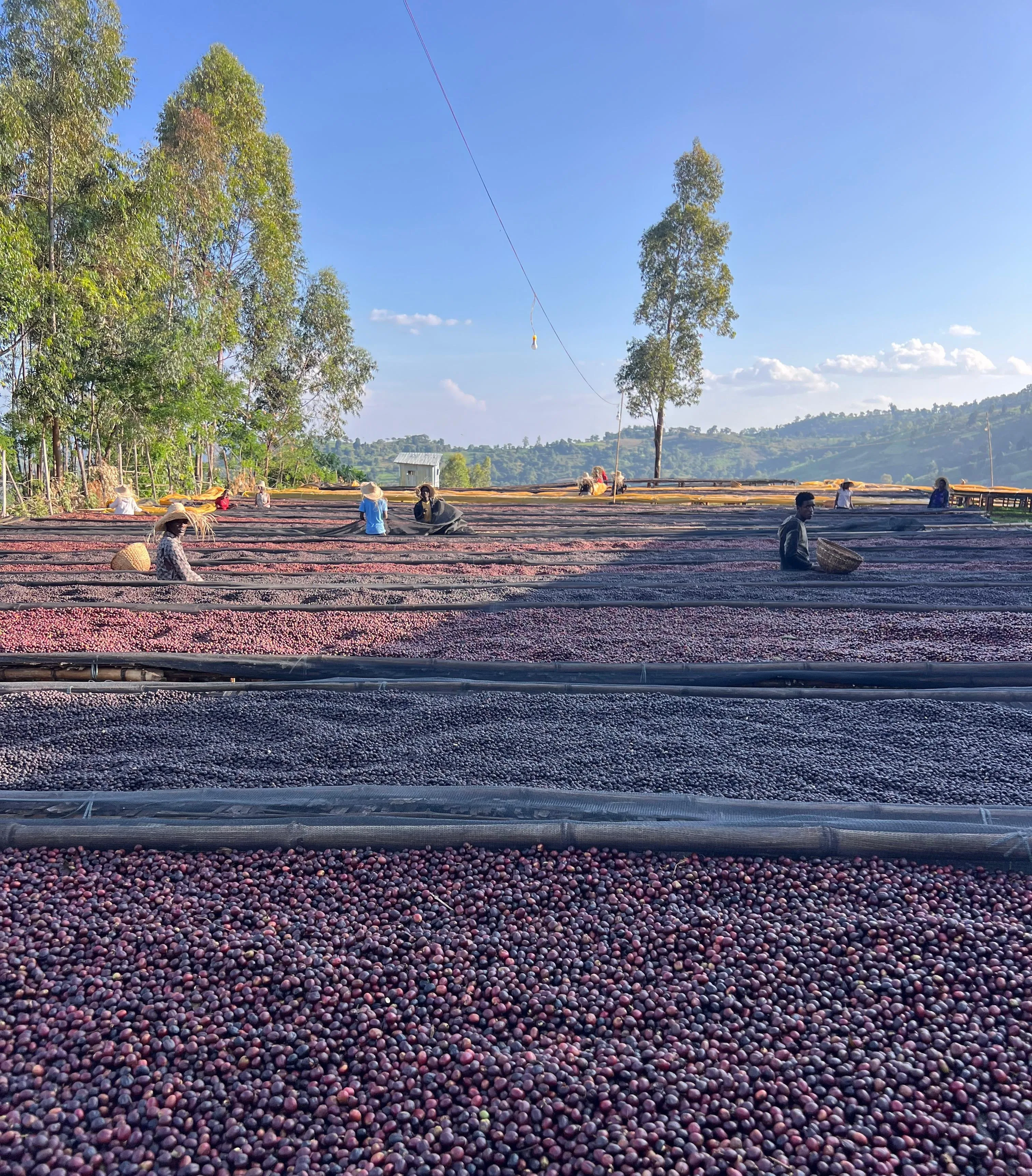 Ethiopia Tangut Pulped Anaerobic