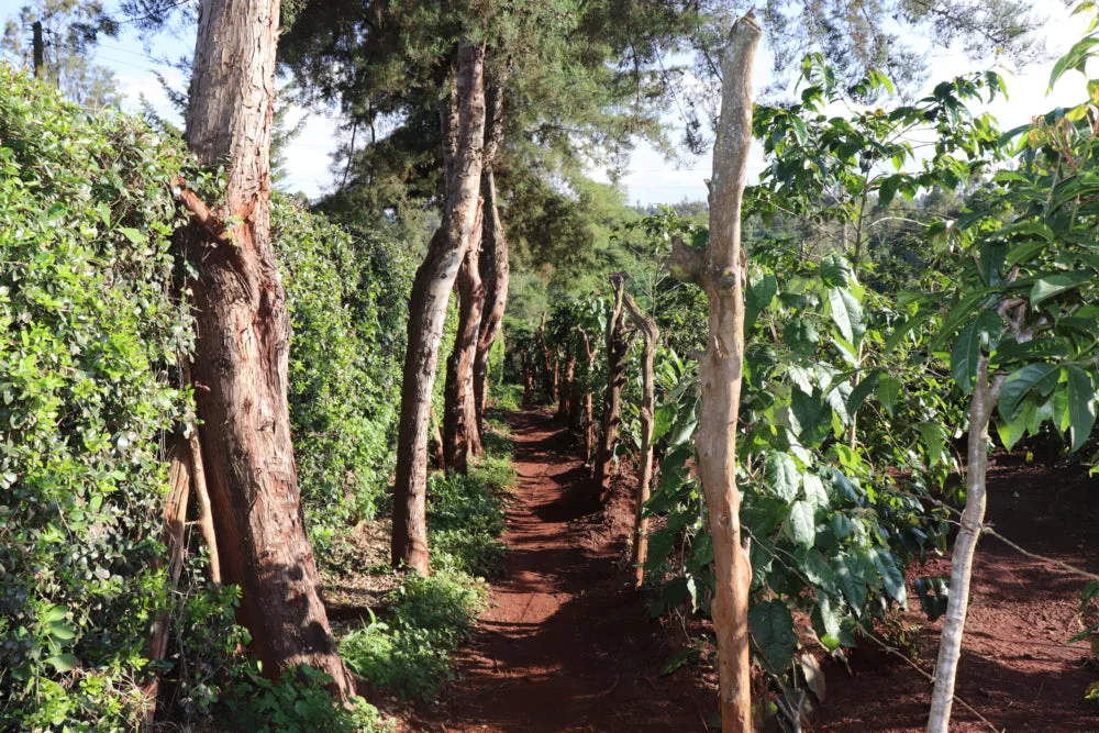 Kenya Karinga AB Washed