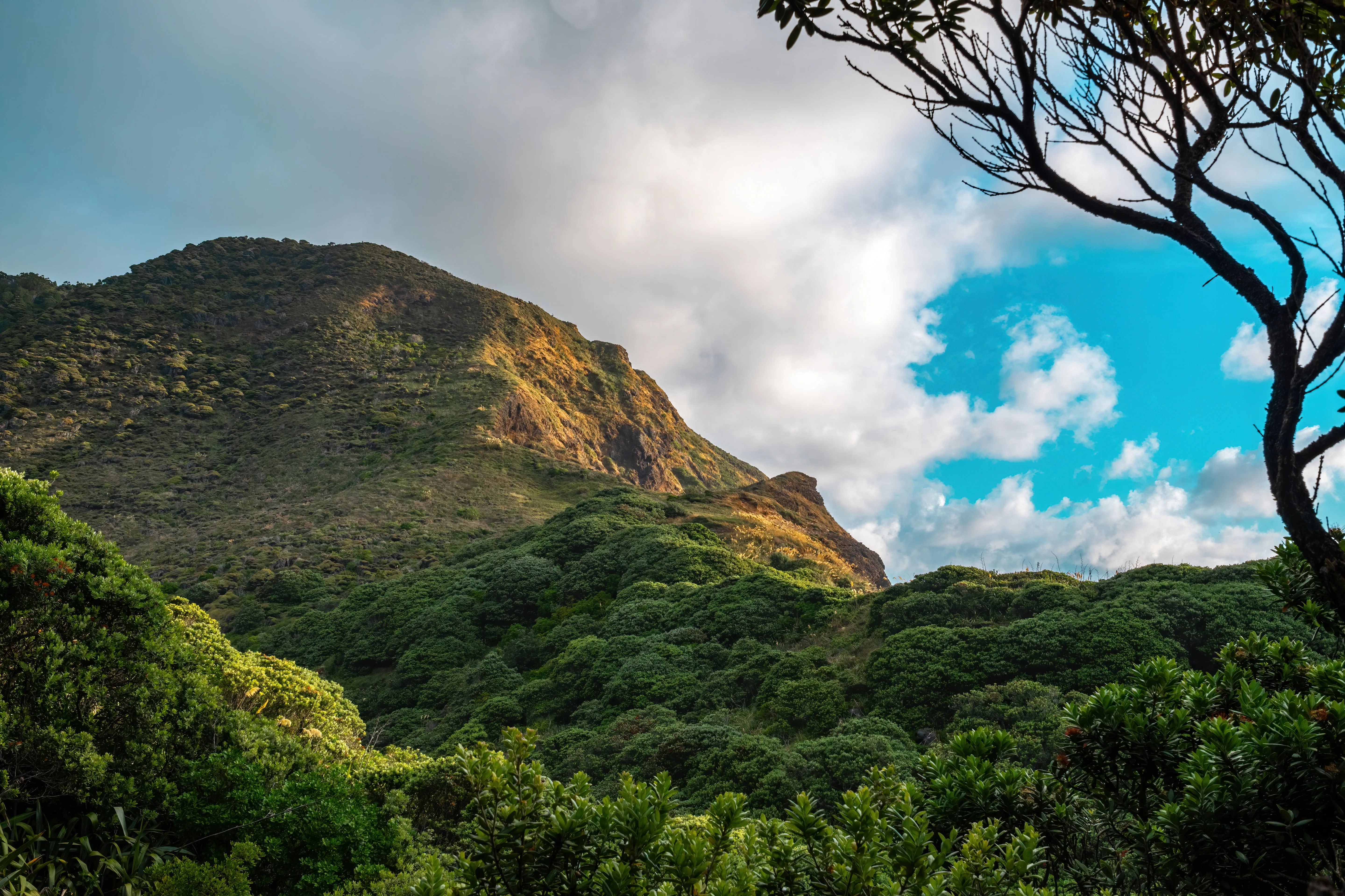 Uganda Mount Elgon Washed