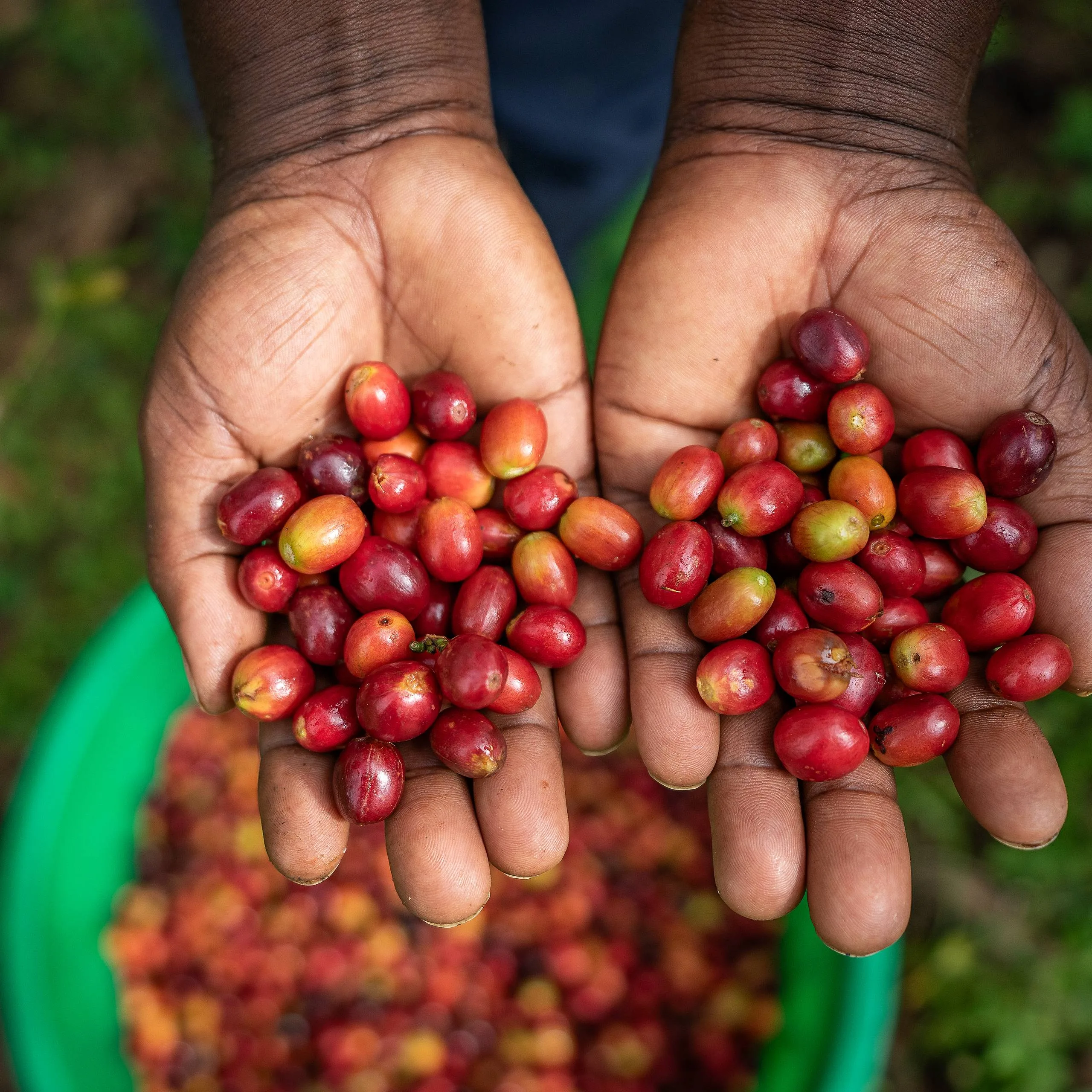 Uganda – Bukonzo Dream