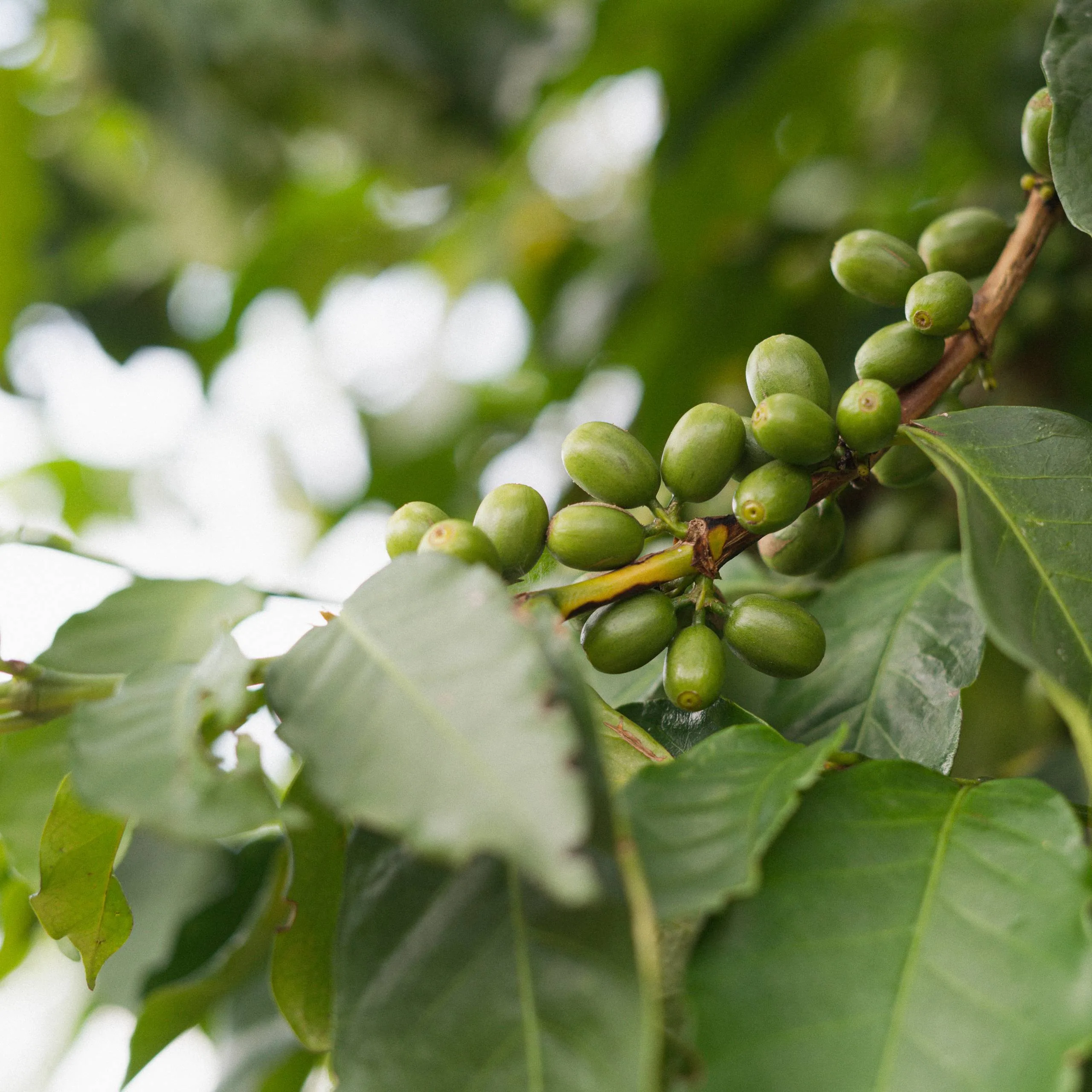 Elixir – Rwanda