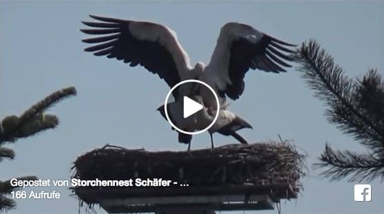 Unsere Störche können sich einfach nicht entscheiden