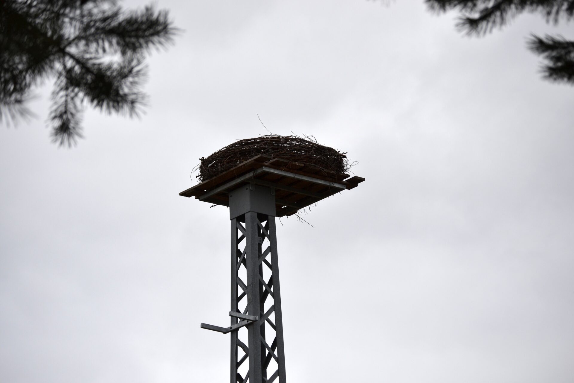 Unser Storch verließ das Nest