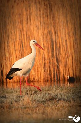 Wildtierfotograf Björn Bleiß