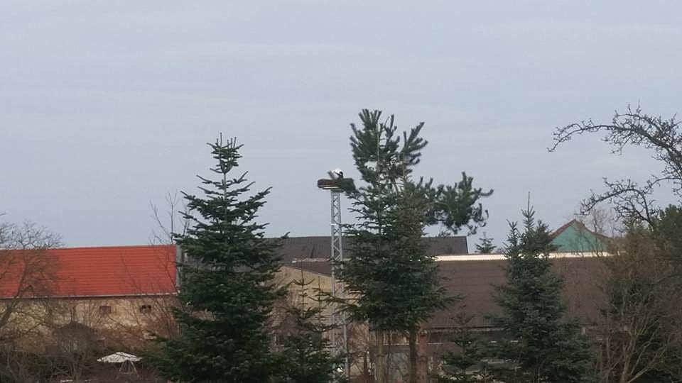 Der 1. Storch landet auf dem Nest