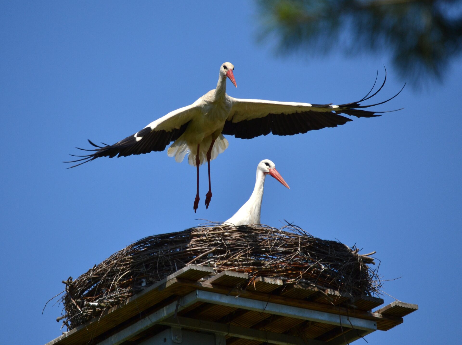 Aktuelle Bilder vom Nest! (07.05.16)