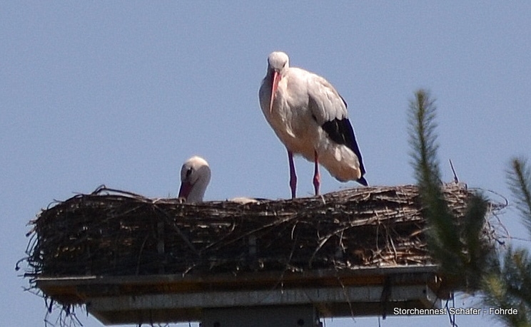 Störche sind jetzt immer länger auf dem Nest
