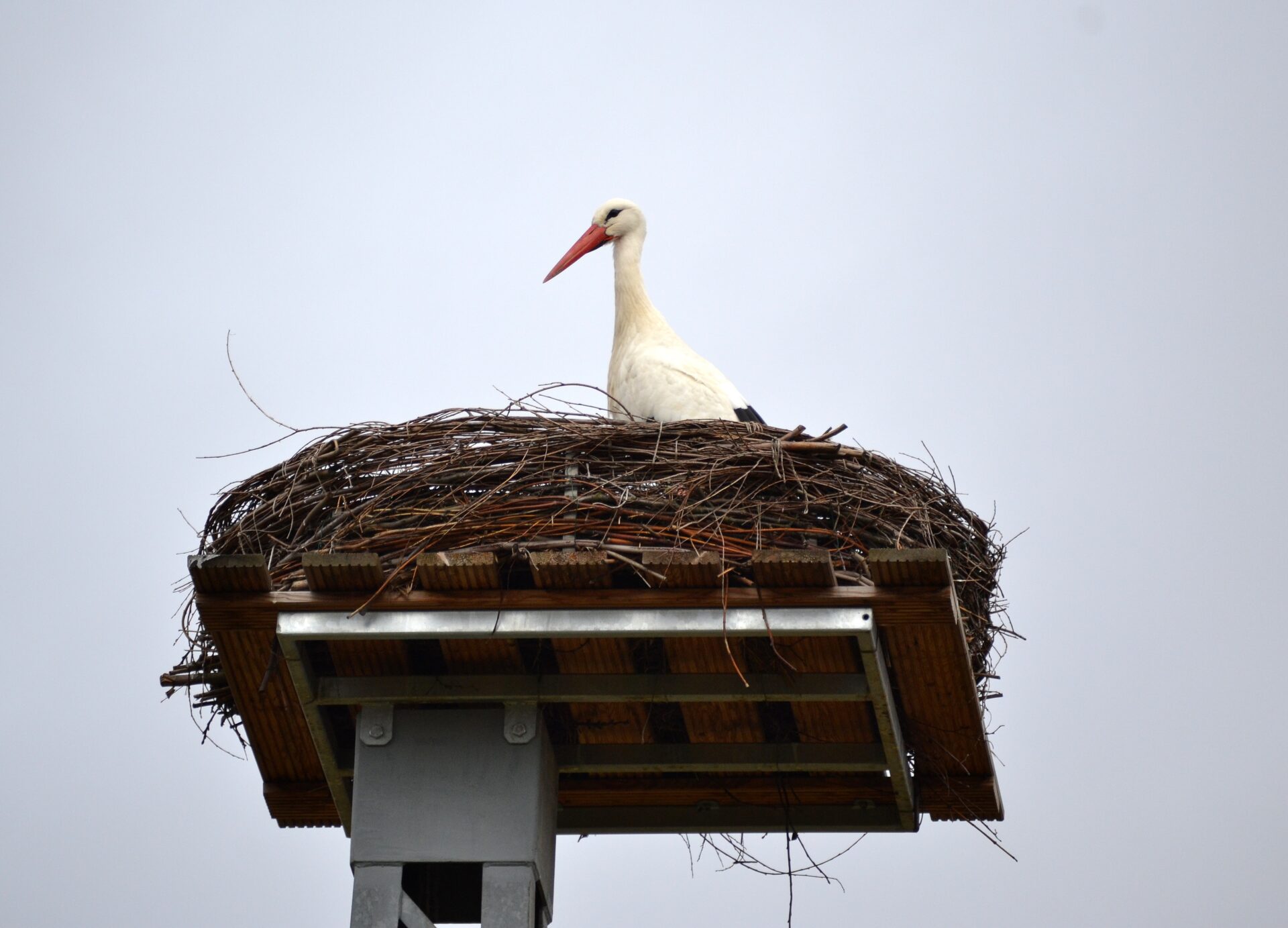 Neuste Bilder vom Nest! 23.03.2016