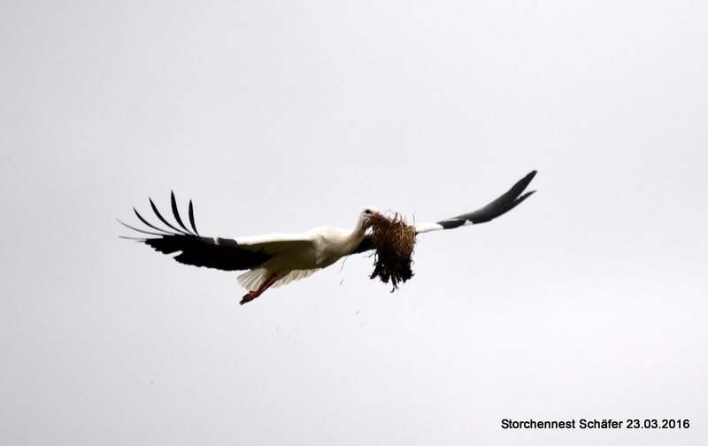 Unser Storch fleißig beim Nest ausbessern!