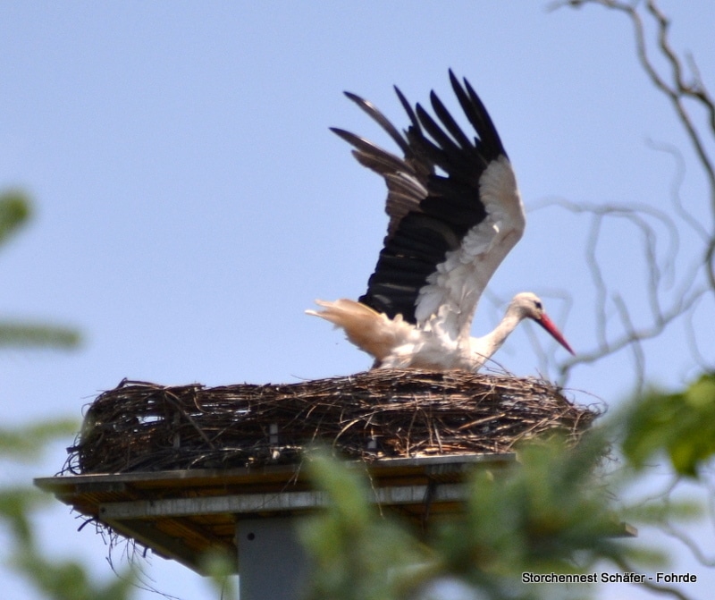 Störche gestern den ganzen Tag nicht auf dem Nest (04.06.2016)