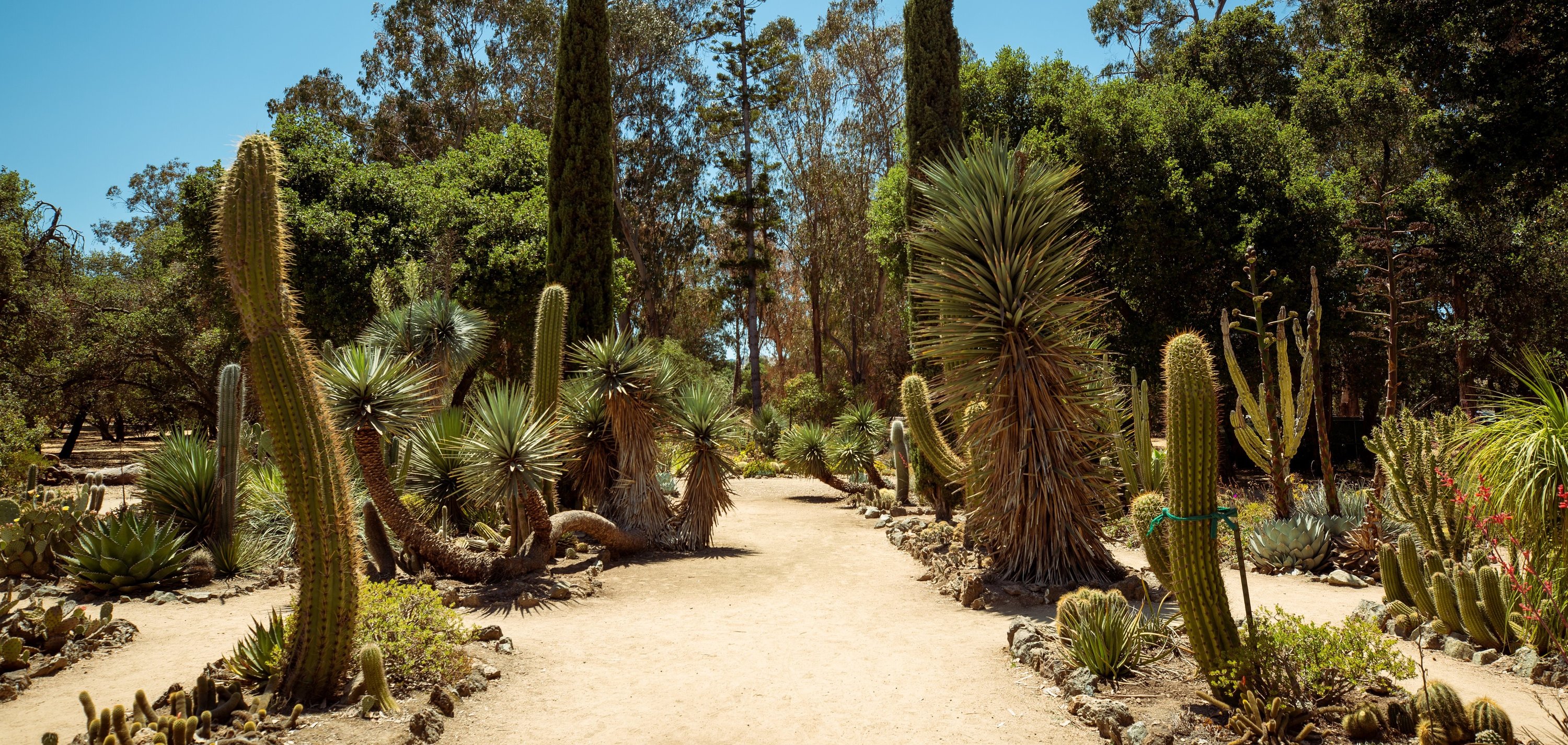 Arizona Garden at Stanford University with historic cactus collection and oval layout