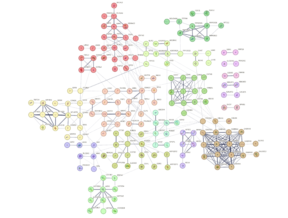 StringDB Network analysis of the top 245 targets identified by Sapian for Sildenafil. Lines indicate protein interactions. Colors indicate clusters of interactions.