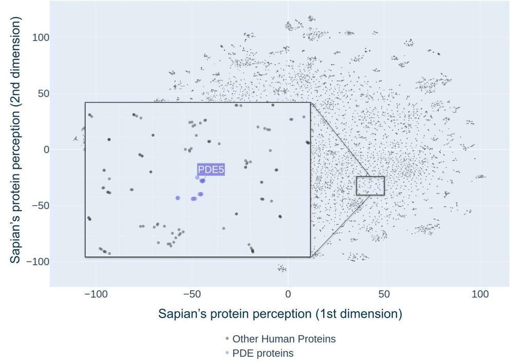 The learned representation of Sapian of the human proteome (Kantify’s Target Atlas). Each dot represents one single protein in the human proteome. A cutout focuses on PDE proteins - the putative target family of Sildenafil.