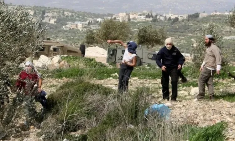مستوطنون يهاجمون قاطفي الزيتون ويستولون على جرار غرب نابلس