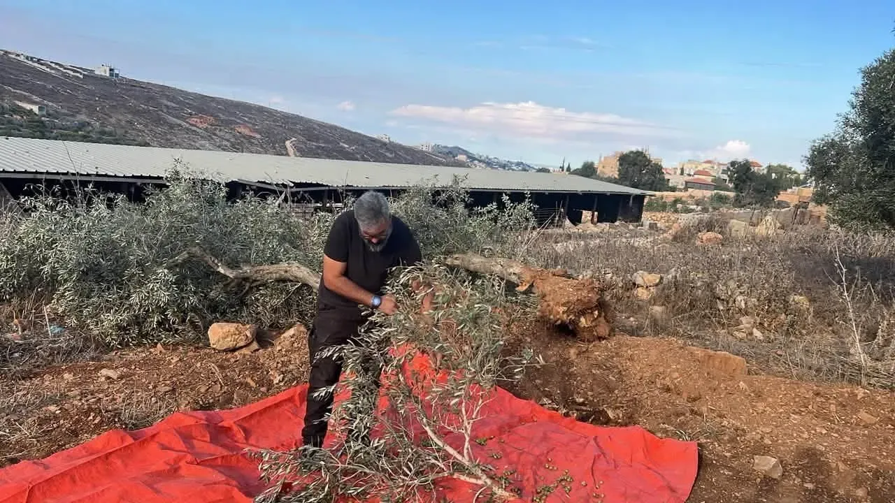 الاحتلال يجرف أراضي ويقتلع أشجار زيتون جنوب نابلس