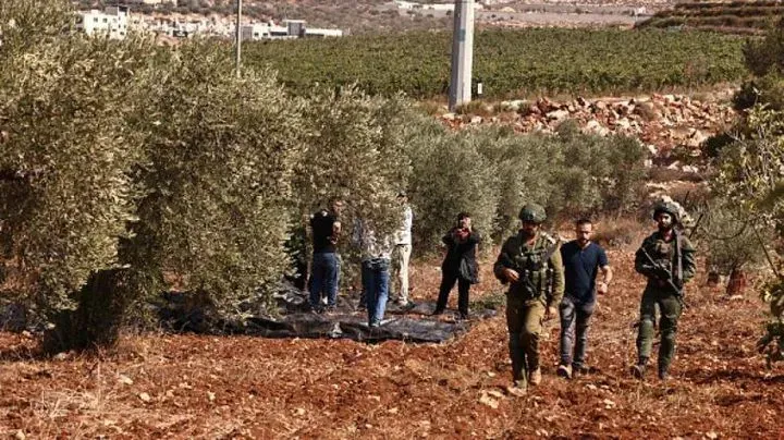 مستوطنون يعتدون على قاطفي الزيتون ويجبرونهم على مغادرة أراضيهم