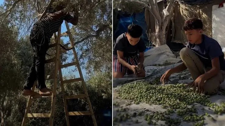 الحرب تضرب موسم الزيتون في غزة وترفع تكاليف إنتاجه
