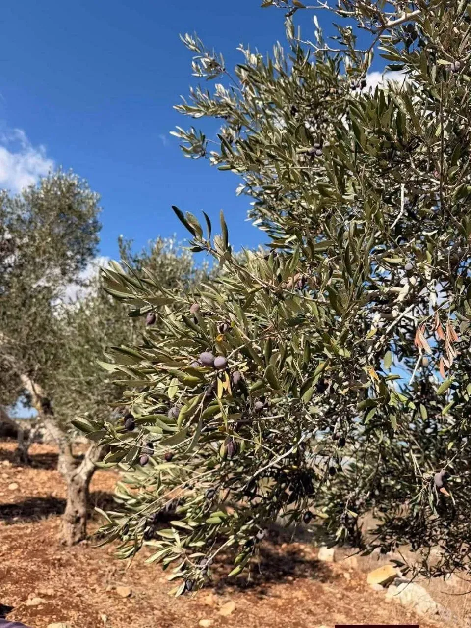Settlers Attack Olive Pickers East of Ramallah