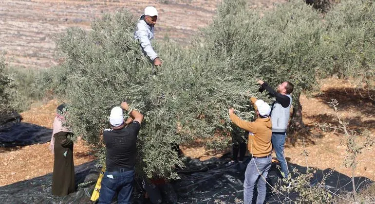 الأمم المتحدة: 200 هجوم للمستوطنين خلال موسم الزيتون