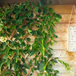 Holz-Spalier 9003117056749