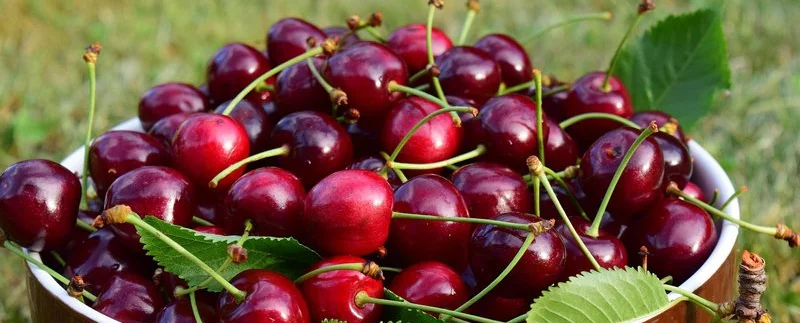 Platanistasa Cherry Festival: A Taste of Summer