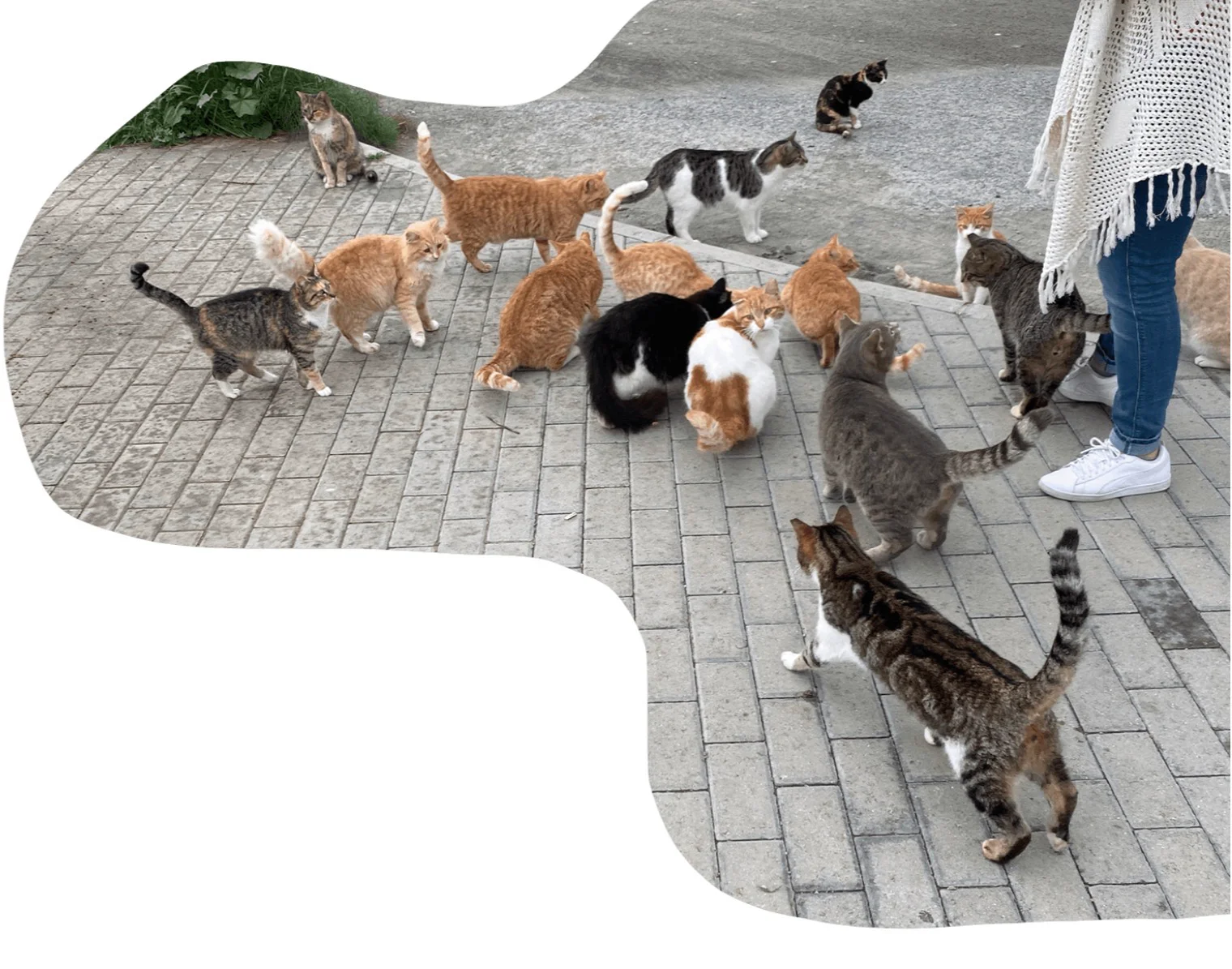 Oktoberfest Charity Bazaar at Cops Cats